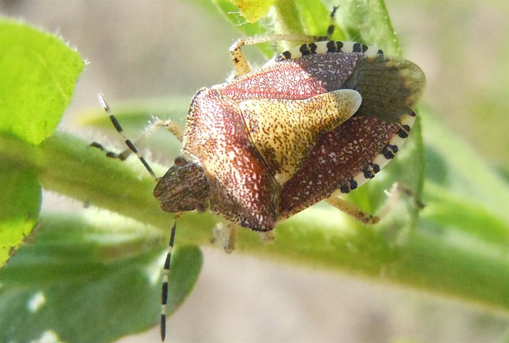 Dolycoris baccarum